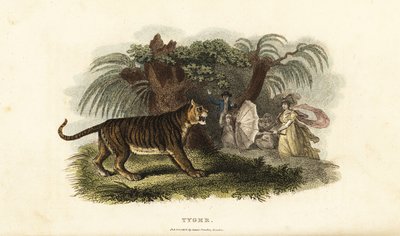 Un tigre, Panthera tigris, asustado por una mujer inglesa agitando un paraguas de English School