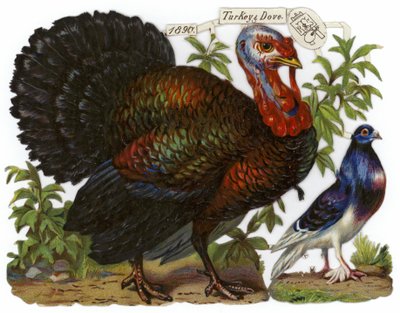 Un pavo junto a una paloma de English School