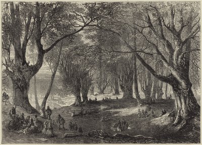 Una vista en el Bosque de Epping de English School