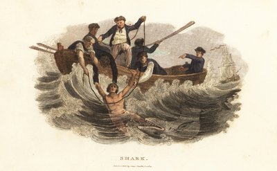 Un joven salvado de un tiburón por barqueros en el puerto de La Habana, Cuba de English School