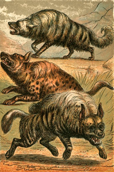 Lobo de tierra, hiena manchada y hiena rayada de English School