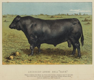Toro Aberdeen-Angus "Cash" (litografía en color) de English School