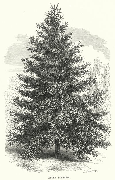 Abies Pinsapo (grabado) de English School