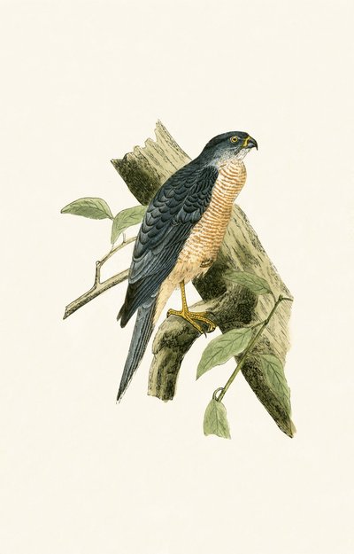 Accipiter Sphenurus, ilustración de 