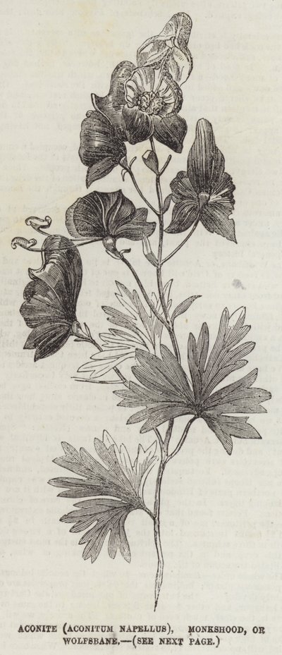 Aconito (Aconitum Napellus), acónito o matalobos de English School