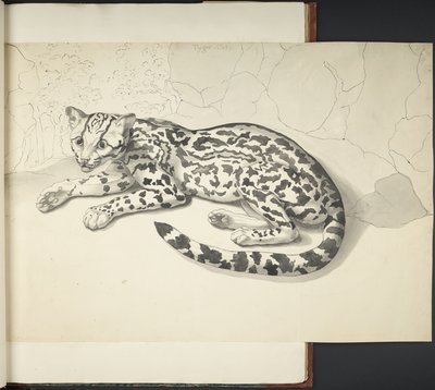 Añadir MS 11807 f.9 Tyger Cat, de 