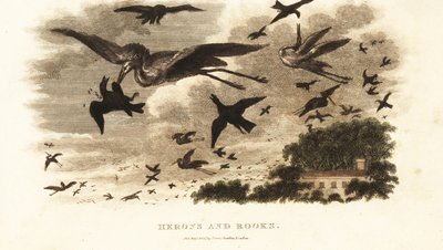 Batalla aérea entre garzas y grajos por derechos de anidación cerca de la casa de Daniel Wilson, Dallam Tower, Westmorland de English School