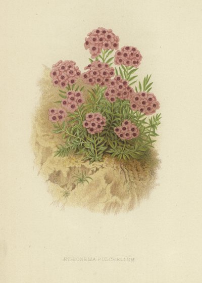 Aethionema pulchellum de English School