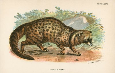 Civeta africana de English School