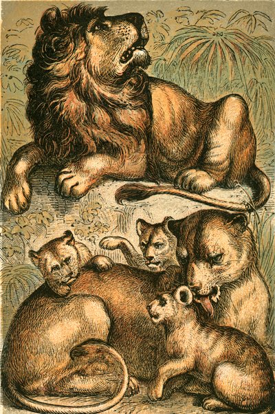 León africano, leona y cachorros de English School