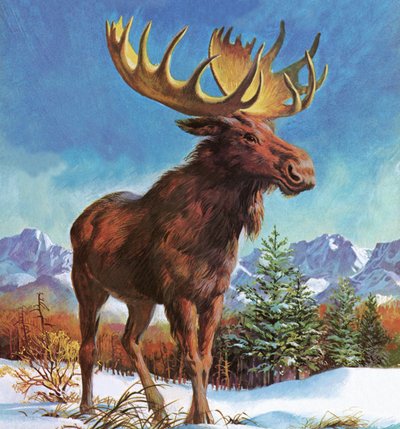 El poderoso alce de Alaska de English School
