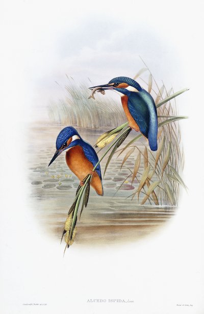 Alcedo Ispida (Martín Pescador Común) de English School