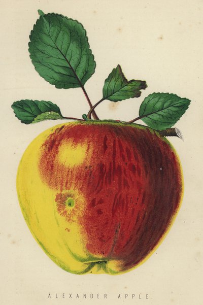 Manzana Alexander de English School