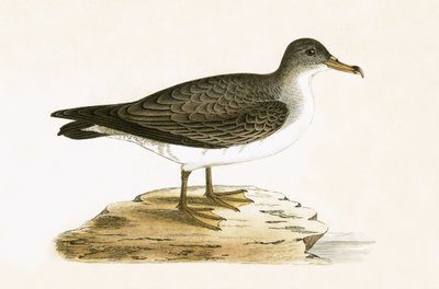 Pardela cenicienta argelina, ilustración de 