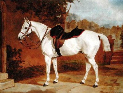 Ali, Retrato de un Caballo de English School
