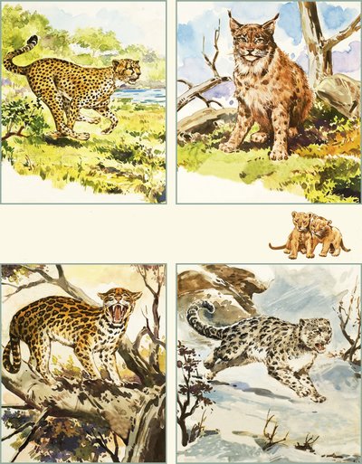 Todo tipo de grandes felinos de English School
