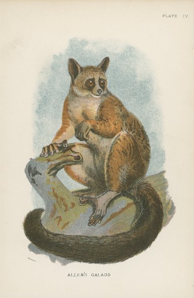 Galago de Allen de English School