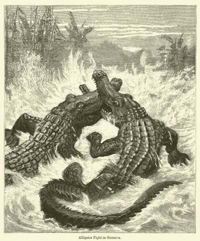 Pelea de caimanes en Sumatra de English School