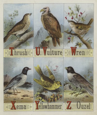 Alfabeto de Pájaros de English School