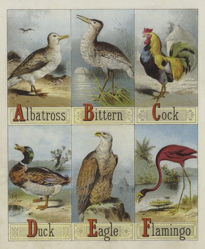 Alfabeto de Pájaros de English School