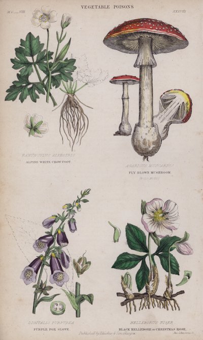Ranúnculo blanco alpino; Seta marrón voladora; Dedalera púrpura; Hellebore negro o rosa de Navidad de English School