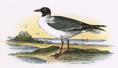Gaviota Riente Americana de English School