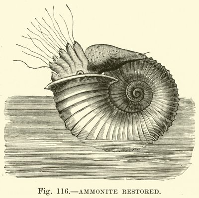 Ammonite restaurado de English School