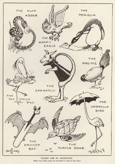 Animales divertidos de English School