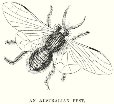 Una plaga australiana (grabado) de English School
