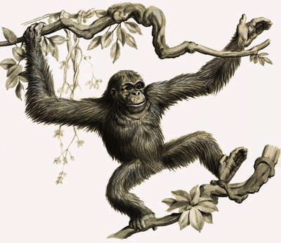 Un orangután de English School