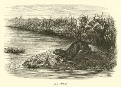 Una nutria de English School