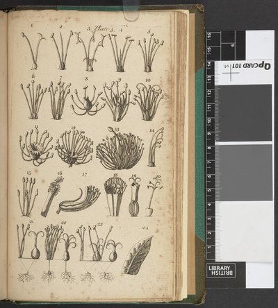 Una introducción a la botánica, que contiene una explicación de la teoría de esa ciencia y una interpretación de sus términos técnicos, extraídos de las obras de Linnæus...