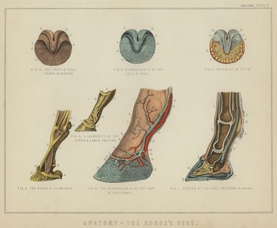 Anatomía, el pie del caballo de English School