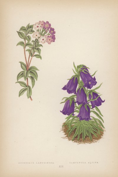 Androsace Lanuginosa; Campanula Alpina (litografía en color) de English School