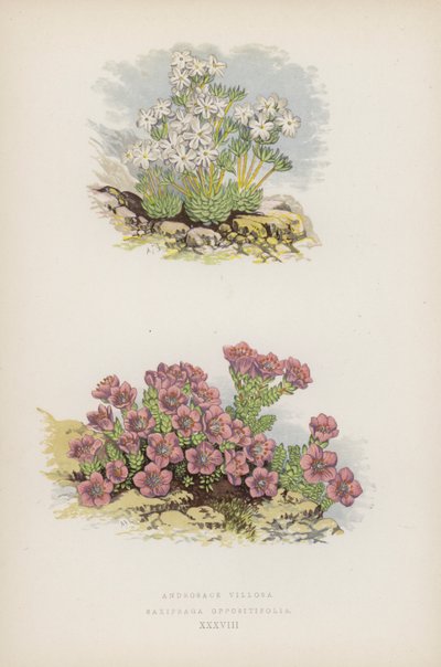 Androsace Villosa; Saxifraga Oppositifolia (colour litho) de English School
