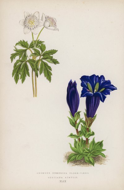 Anemone Nemorosa Flore-pleno; Gentiana Acaulis de English School