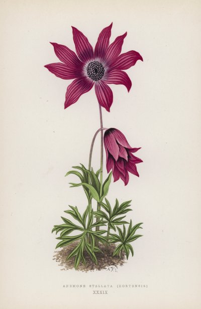Anemone Stellata, Hortensis (litografía en color) de English School