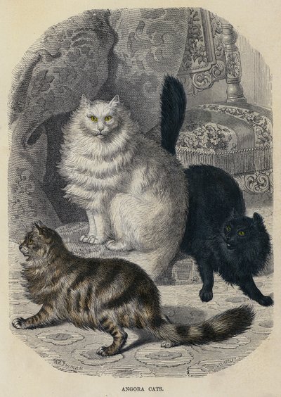 Gatos de Angora de English School