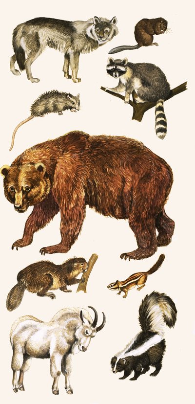 Animales y aves de Canadá de English School