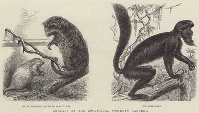 Animales en los Jardines de la Sociedad Zoológica (grabado) de English School