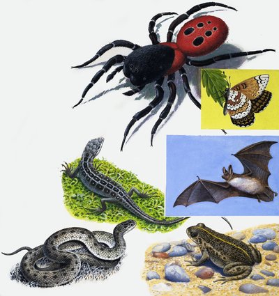 Montaje de animales de English School