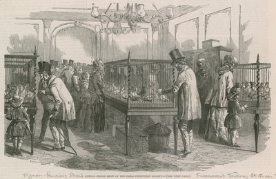Exposición Anual de Palomas de la Sociedad Philio-Peristeron de English School