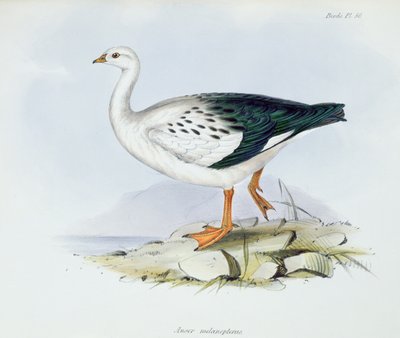 Anser Melanopterus, de La Zoología del Viaje del H.M.S. Beagle 1832-36, por Charles Darwin (1809-92), 1840 de English School