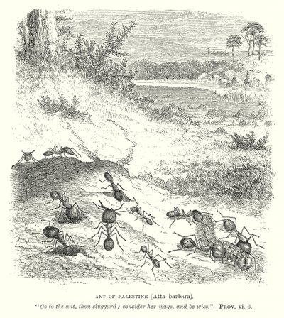 Hormiga de Palestina (Atta Barbara) (grabado) de English School