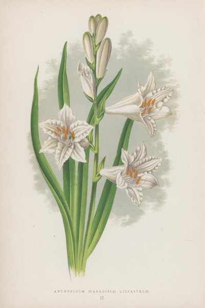 Anthericum, Paradisia Liliastrum (litografía en color) de English School
