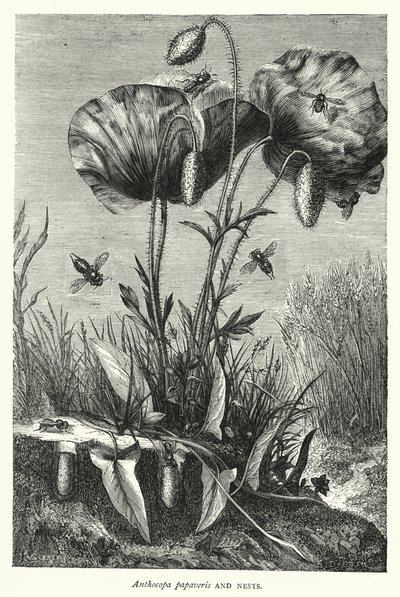Anthocopa papaveris y nidos de English School
