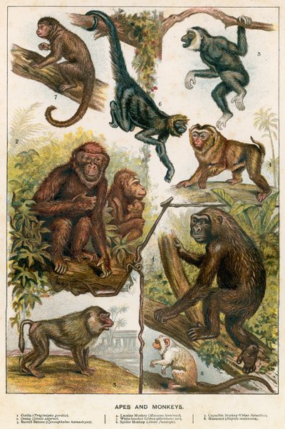 Simios y monos de English School