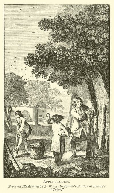 Injerto de manzanas de English School