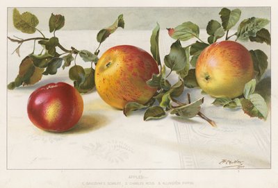 Manzanas de English School