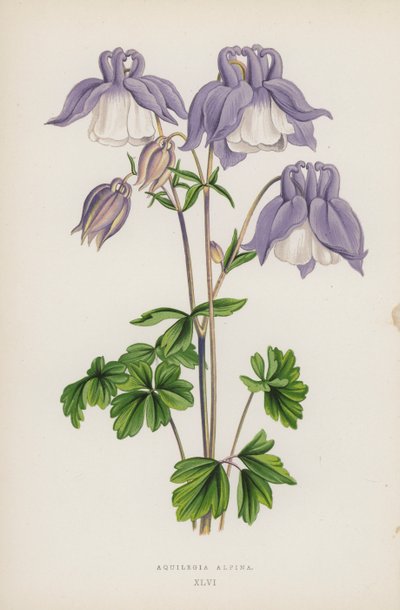 Aquilegia Alpina de English School
